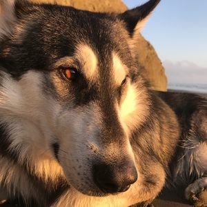 Meet your Posher, Andromeda